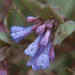 Mertensia oblongifolia - Photo (c) 1977 Gary A. Monroe, algunos derechos reservados (CC BY-NC)