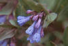 Sagebrush Bluebell - Photo (c) 1977 Gary A. Monroe, some rights reserved (CC BY-NC)