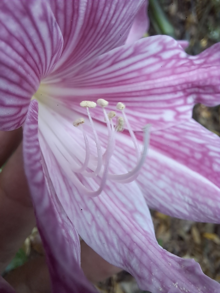 Netted-veined amaryllis