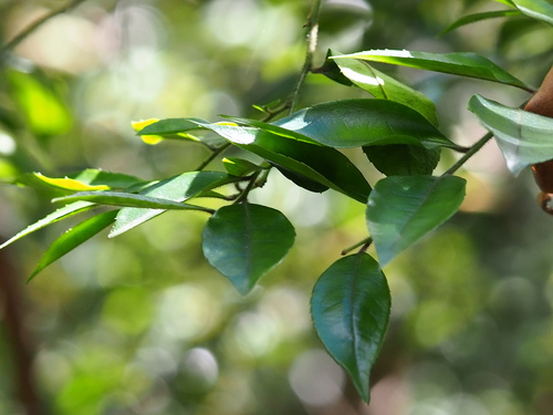 Image of Downy Holly (Ilex pubescens) by no rights reserved