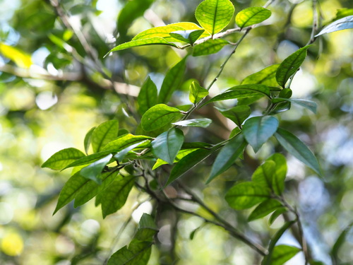 Image of Ilex pubescens by no rights reserved