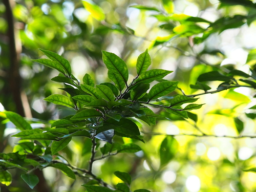 Image of Downy Holly (Ilex pubescens) by no rights reserved