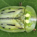 Shiny Tortoise Beetles - Photo (c) Andrey Ponomarev, some rights reserved (CC BY-NC), uploaded by Andrey Ponomarev