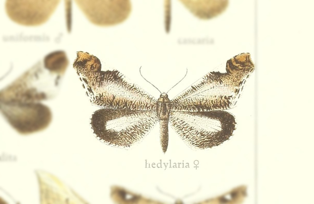 Macrosoma hedylaria