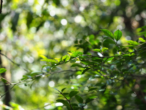 Image of Downy Holly (Ilex pubescens) by no rights reserved