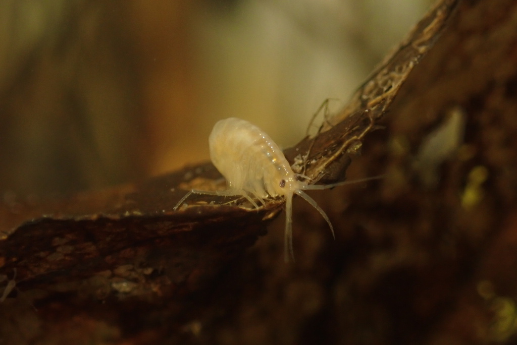 Sicifera bifurca