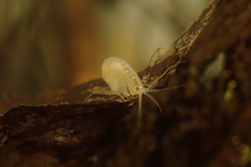 Sicifera bifurca