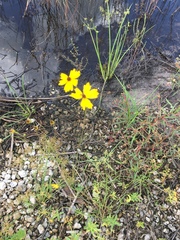 Coreopsis leavenworthii