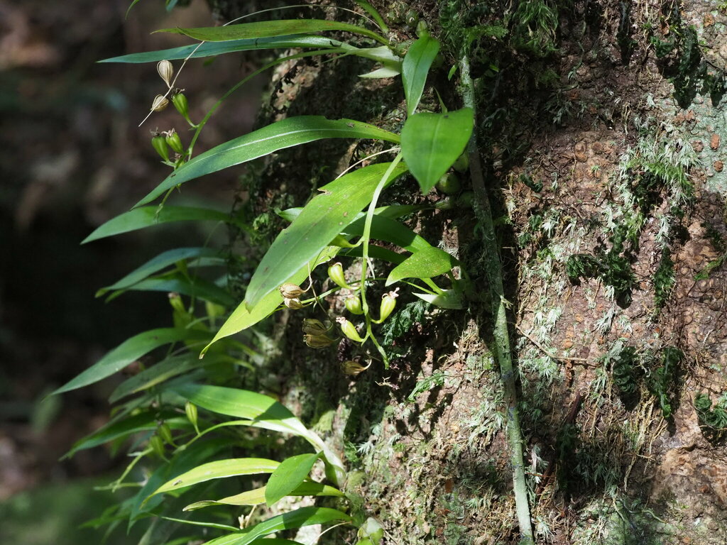 Liparis bootanensis