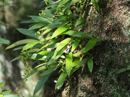 Image of Bhutan Widelip Orchid (Liparis bootanensis) by no rights reserved