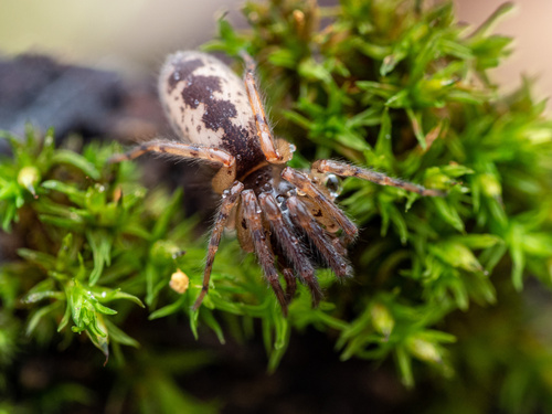 Snake-back Spider, Florstadt, Hessen, DE, photo 8 of 10