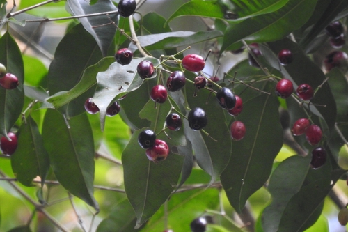 Syzygium gardneri, 2023-03-16