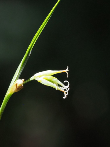 Carex arisanensis (Carex arisanensis)