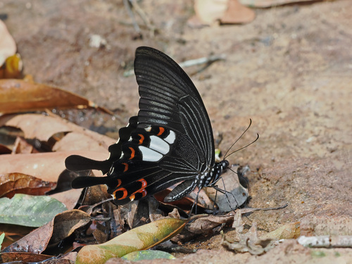 Photo of Red Helen Swallowtail (Papilio helenus)