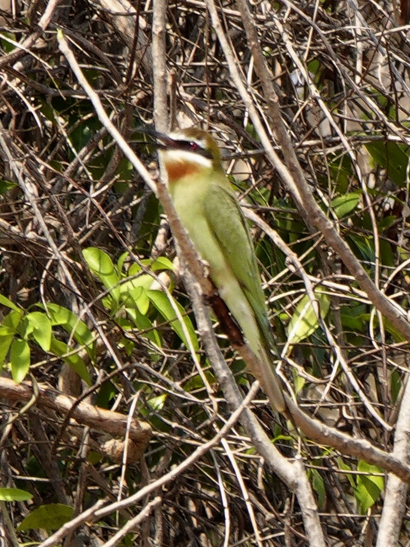 Olive Bee-eater