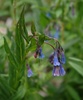 Franciscan Bluebells - Photo (c) JerryFriedman, some rights reserved (CC BY-SA)