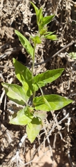 Convolvulus siculus image