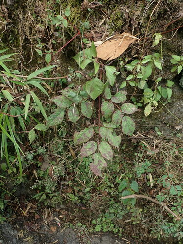 Astilbe rivularis (Astilbe rivularis)