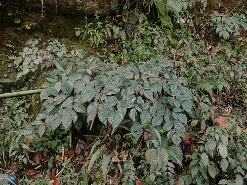 Astilbe rivularis (Astilbe rivularis)