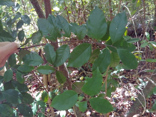 Pepperleaf sweetwood (Licaria triandra)