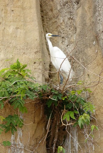 Dimorphic Egret (Egretta garzetta dimorpha)