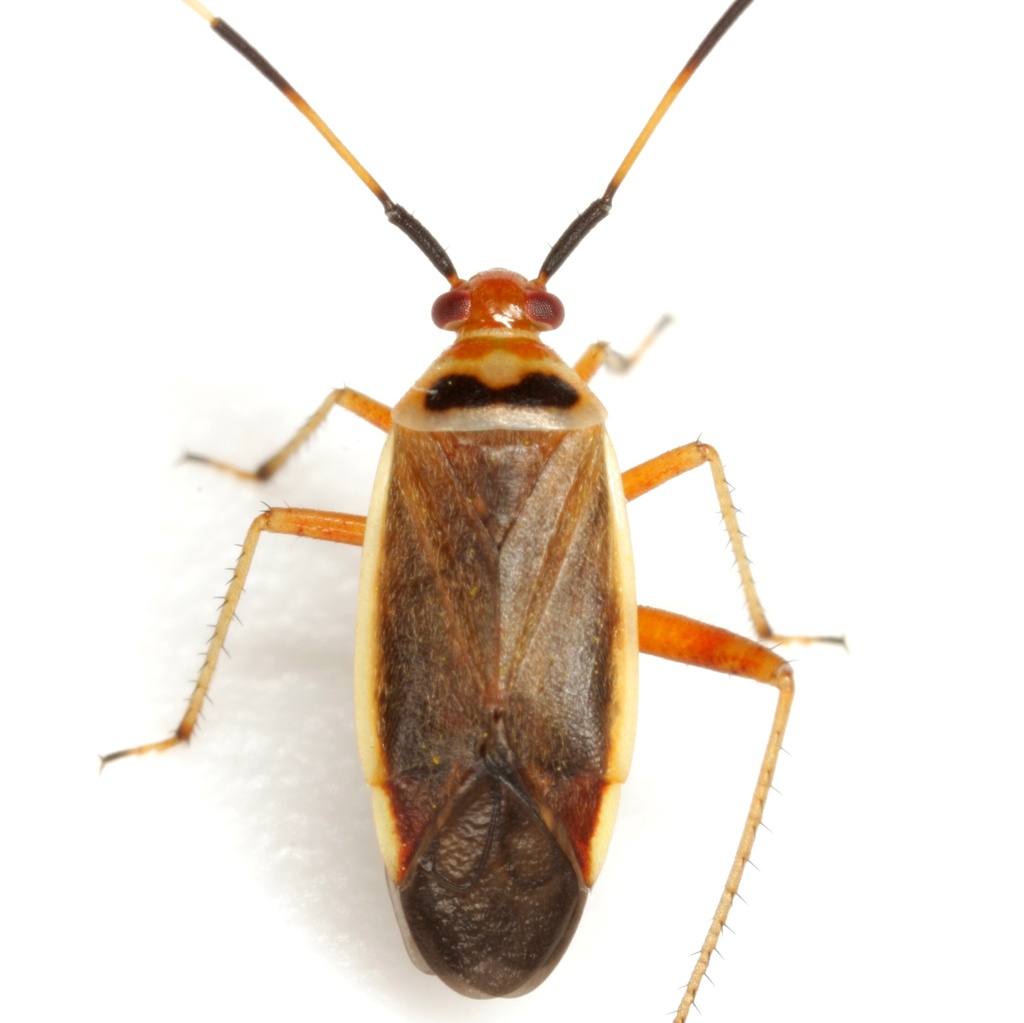 Rapid Plant Bug