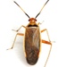 Rapid Plant Bug - Photo (c) Mike Quinn, Austin, TX, some rights reserved (CC BY-NC), uploaded by Mike Quinn, Austin, TX
