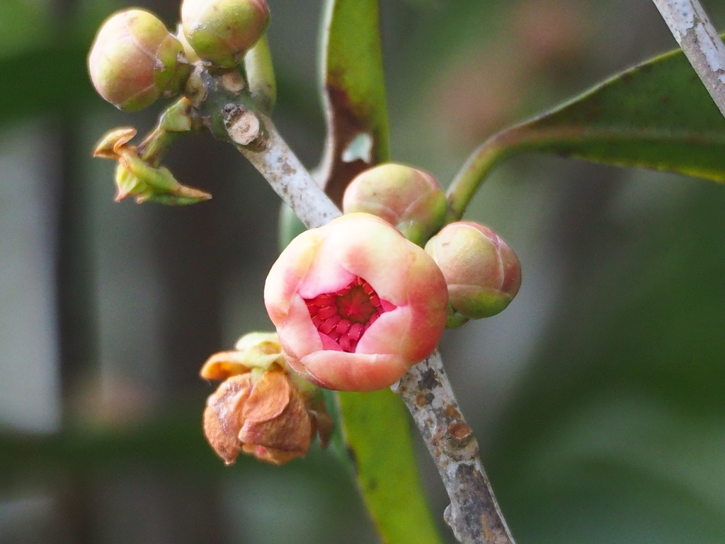 Illicium arborescens (Illicium arborescens)