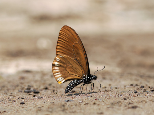 Photo of Blue Striped Mime Swallowtail (Papilio slateri)