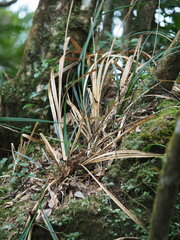 Perak sedge (Carex perakensis)