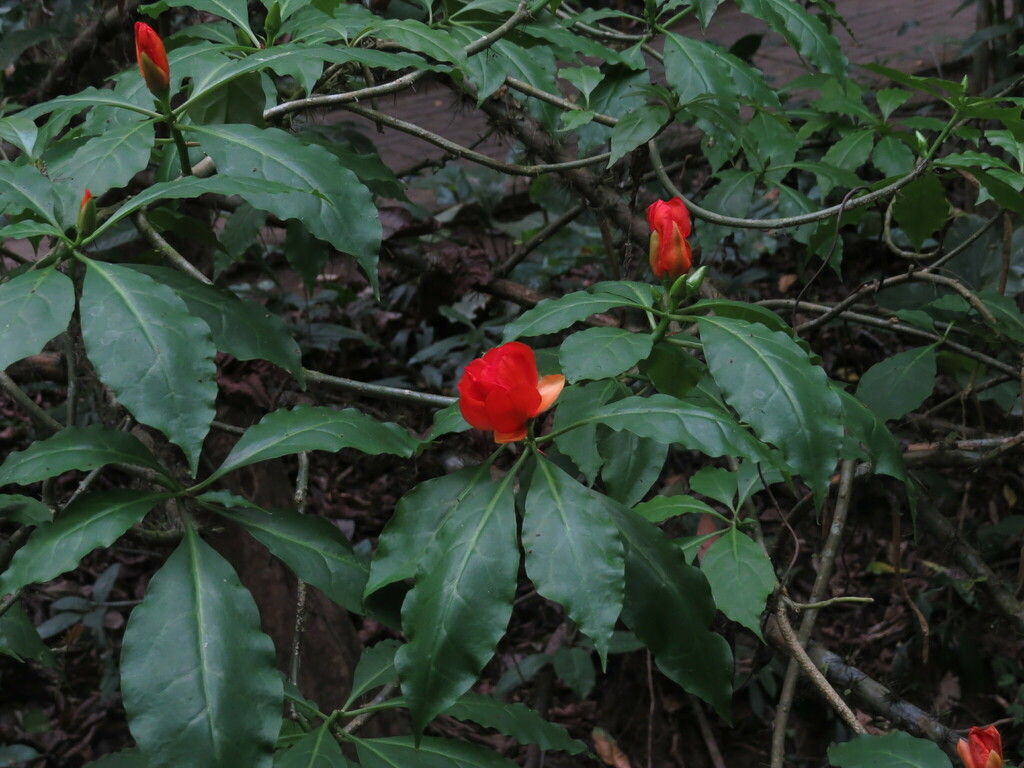 Leuenbergeria bleo, Colón District, Panama