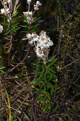 Anaphalioides subrigida