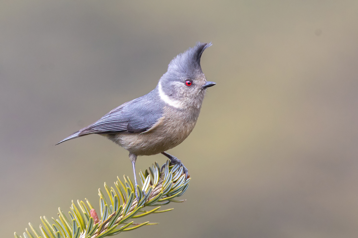 Grey-crested Tit illustration
