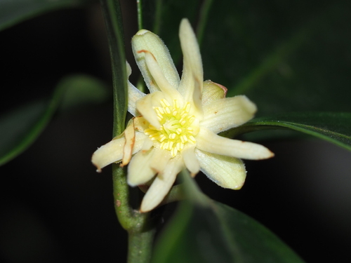 Image of Illicium anisatum by no rights reserved