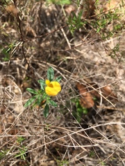 Stylosanthes biflora