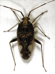 Chinamiris indeclivis