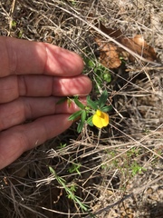 Stylosanthes biflora