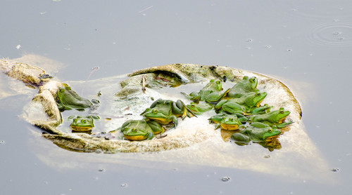 Phrynoderma hexadactylum