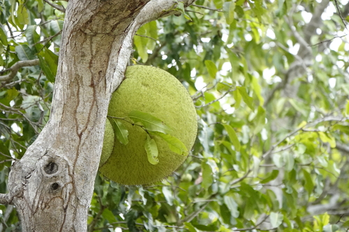 Treculia africana, photograph 4