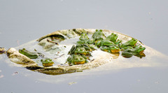 Euphlyctis hexadactyla