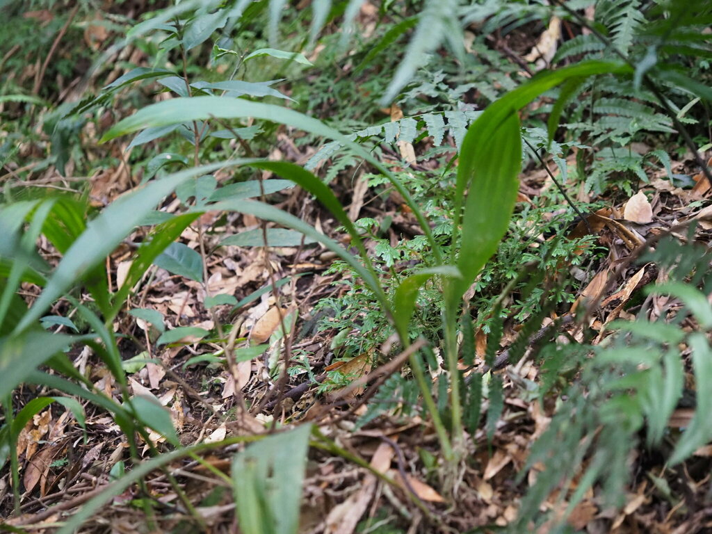 Calanthe densiflora; photograph author not stated, no rights reserved