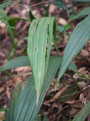 Calanthe densiflora (Calanthe densiflora)