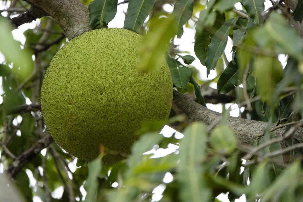 Treculia africana; photograph (c) Margaret Stevens, some rights reserved (CC BY)