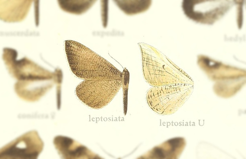 Macrosoma leptosiata