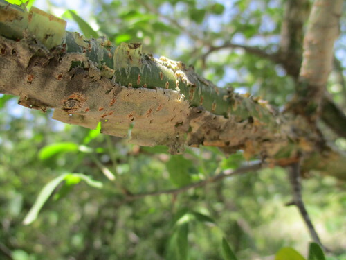 Image of Commiphora angolensis by no rights reserved