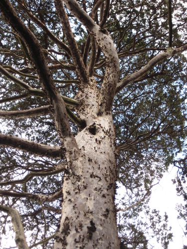 Guadalupe Cypress (Plants of Baja) · iNaturalist