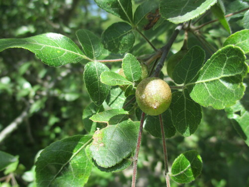 Image of Commiphora angolensis by no rights reserved