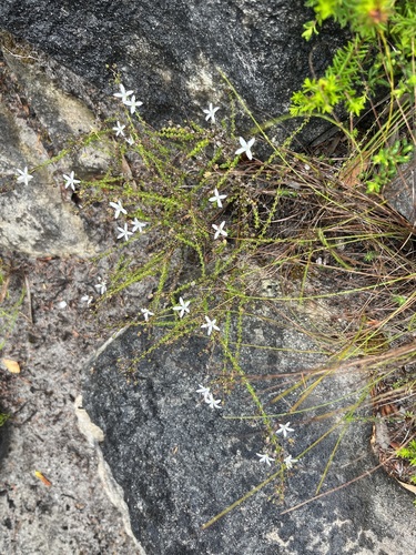 Image of Wahlenbergia tenella by (c) Charleen Brunke, some rights reserved (CC BY)