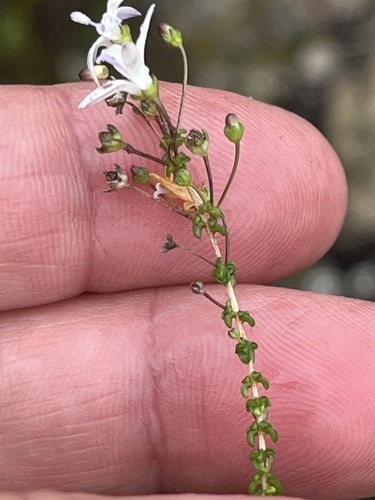 Image of Wahlenbergia tenella by (c) Charleen Brunke, some rights reserved (CC BY)