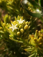 Thesium capitatum